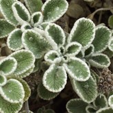 Silverheels Horehound